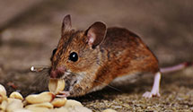 24 Hour & Emergency Exterminators in Marquette, IA